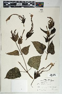 Mirabilis longiflora image