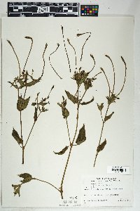 Mirabilis longiflora image