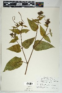 Mirabilis longiflora image