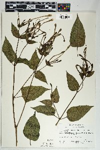 Mirabilis longiflora image