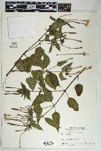 Mirabilis longiflora image