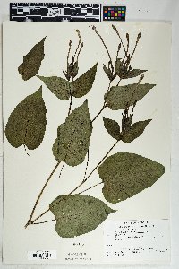 Mirabilis longiflora image