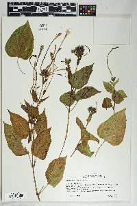 Mirabilis longiflora image