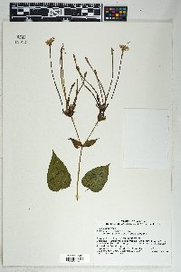 Mirabilis longiflora image