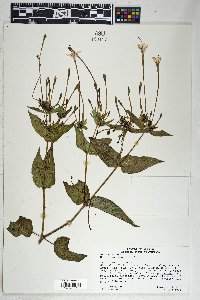 Mirabilis longiflora image