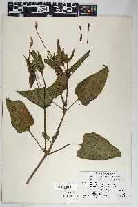 Mirabilis longiflora image