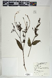 Mirabilis longiflora image