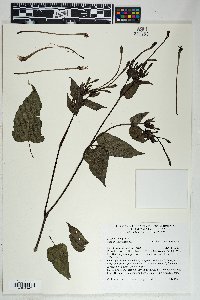 Mirabilis longiflora image