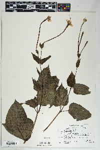 Mirabilis longiflora image