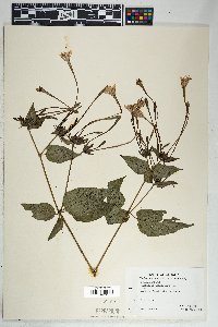 Mirabilis longiflora image