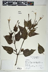 Mirabilis longiflora image