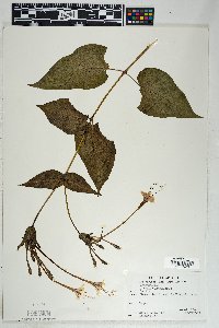 Mirabilis longiflora image