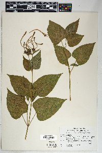 Mirabilis longiflora image