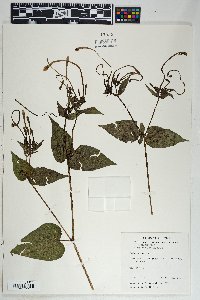 Mirabilis longiflora image