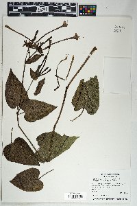 Mirabilis longiflora image