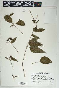 Mirabilis longiflora image