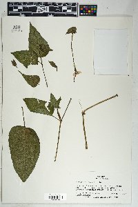 Mirabilis longiflora image