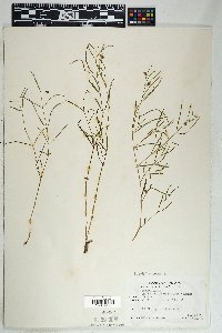 Mirabilis linearis image