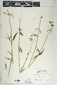 Mirabilis linearis image