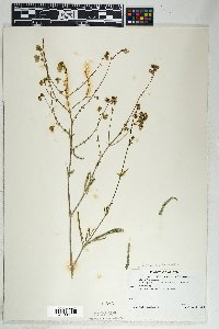 Mirabilis linearis image