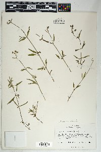 Mirabilis linearis image