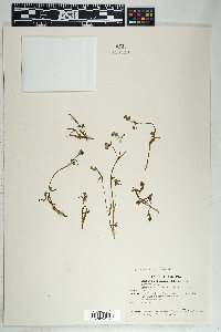 Mirabilis linearis image