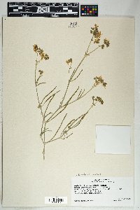 Mirabilis linearis image