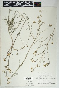 Mirabilis linearis image