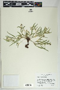 Mirabilis linearis image