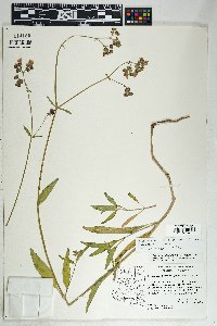 Mirabilis linearis var. decipiens image