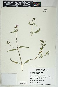 Mirabilis linearis image