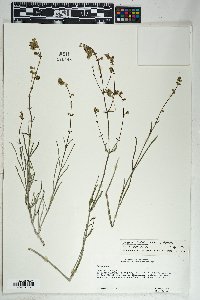 Mirabilis linearis image