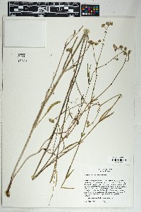 Mirabilis linearis image