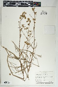 Mirabilis linearis image