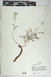 Mirabilis linearis image