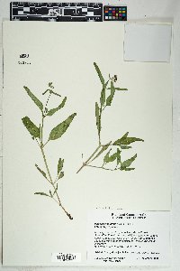 Mirabilis linearis image