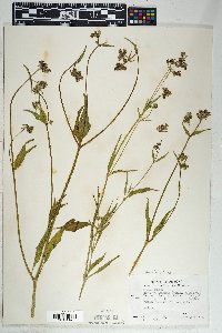 Mirabilis linearis image