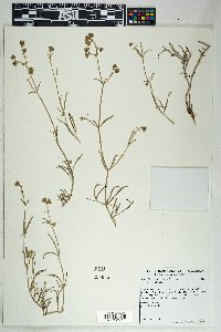 Mirabilis linearis image