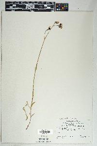 Mirabilis linearis image