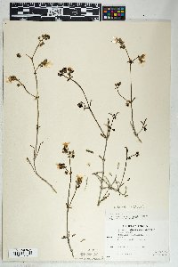 Mirabilis linearis image