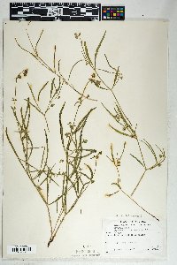 Mirabilis linearis image