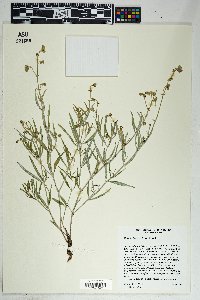 Mirabilis linearis image