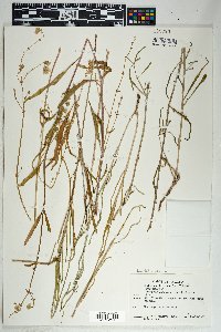 Mirabilis linearis image