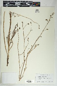 Mirabilis linearis image