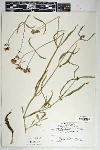 Mirabilis linearis image