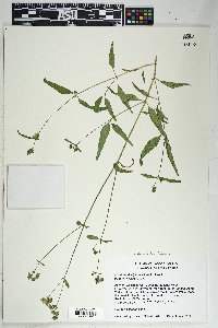 Mirabilis linearis image