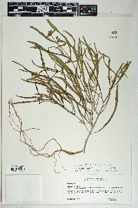 Mirabilis linearis image