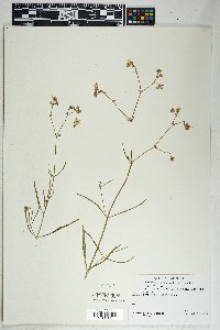 Mirabilis linearis image