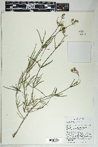 Mirabilis linearis image