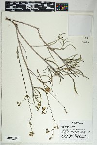 Mirabilis linearis image